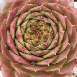 Sempervivum - Dachwurz - Hauswurz